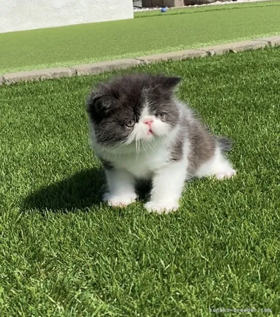 ID:2104-00396の子猫