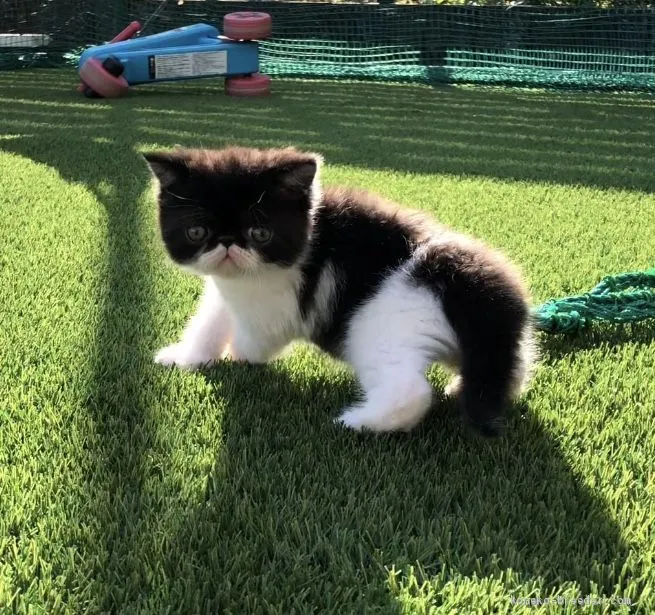 ID:2010-02074の子猫