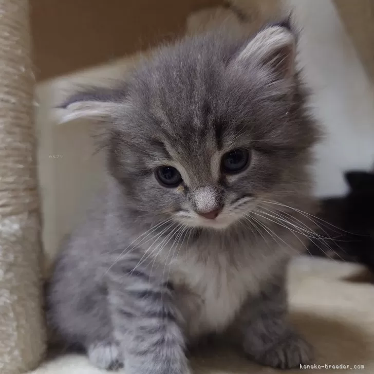 ID:2404-01620の子猫