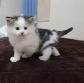 ノルウェージャンフォレストキャット