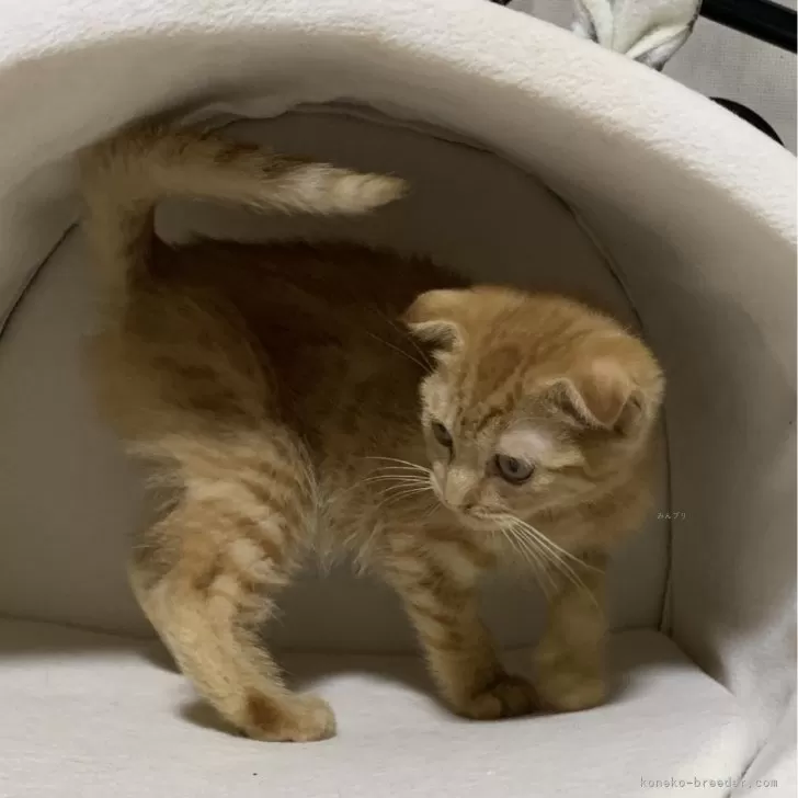 ID:2403-01896の子猫