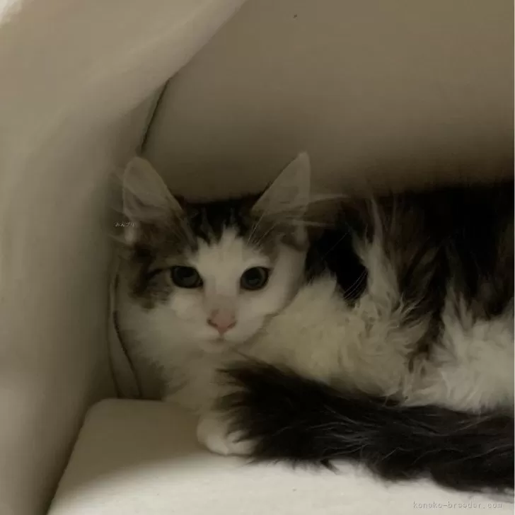 ID:2402-00888の子猫
