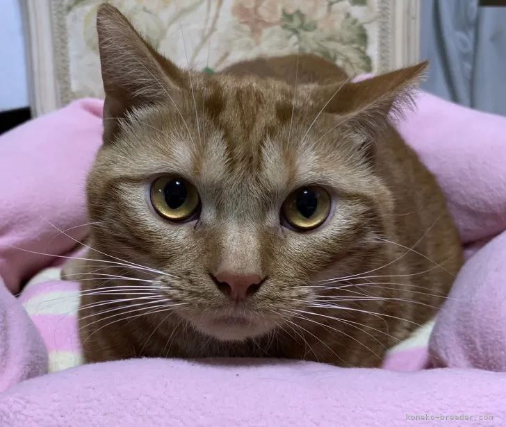 TKおばちゃん 様のお迎えした子猫