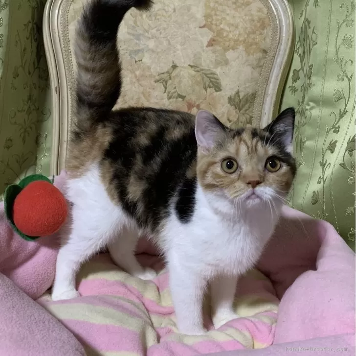 ID:2405-03921の子猫