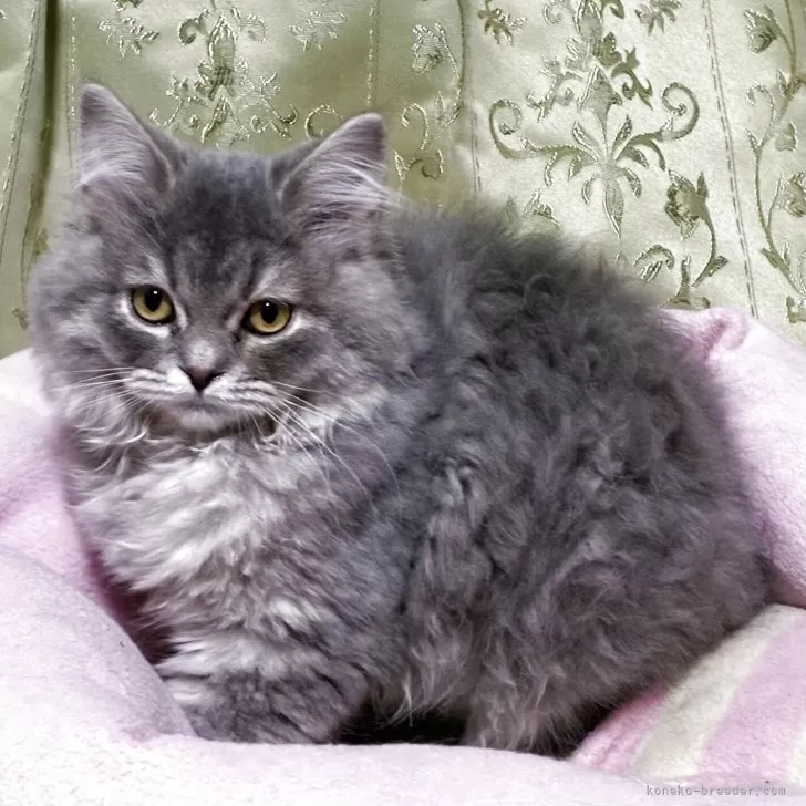 ひがさ 様のお迎えした子猫