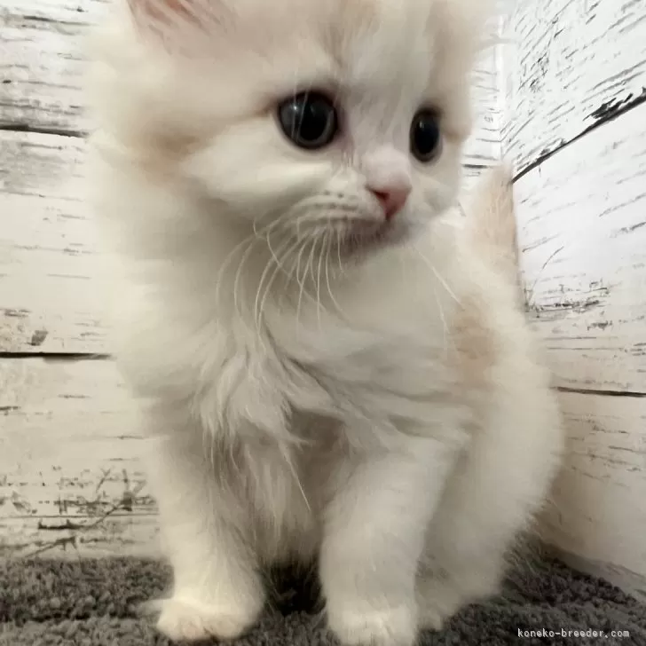 ID:2312-02225の子猫
