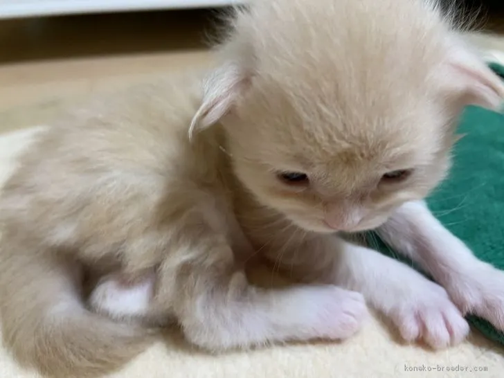 ふくい 様のお迎えした子猫