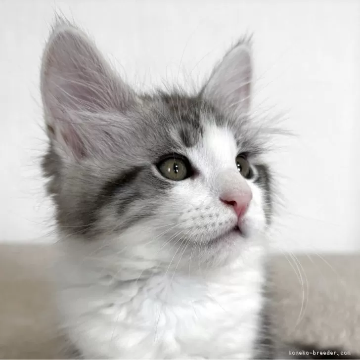 とも 様のお迎えした子猫