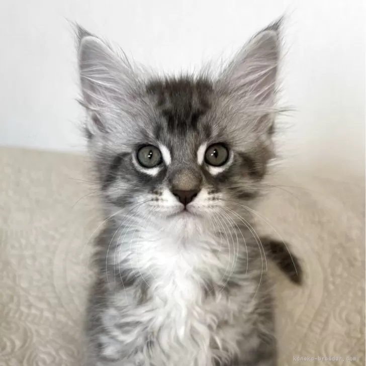 こはる 様のお迎えした子猫