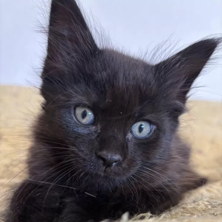 うさぎ 様のお迎えした子猫