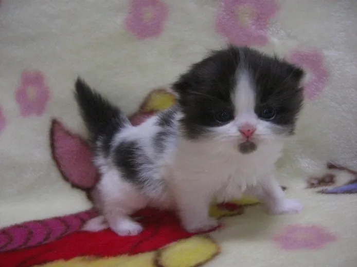 ID:1212-00058の子猫
