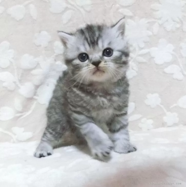 ID:2412-00253の子猫
