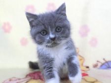 ぶさかわ 鼻ぺちゃな猫種を探す 専門ブリーダー直販の子猫販売 みんなの子猫ブリーダー