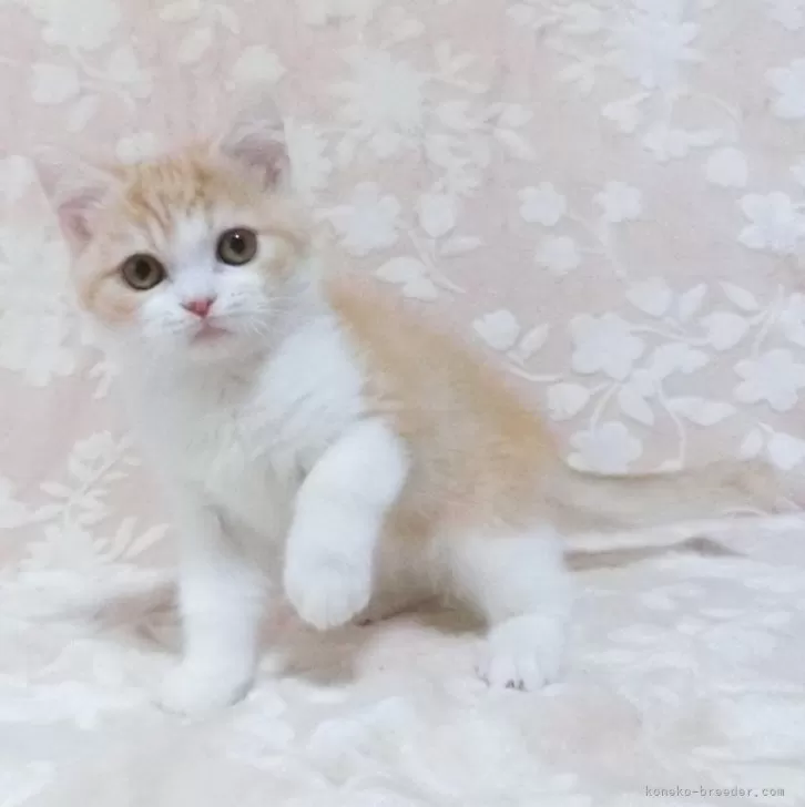 ID:2501-01356の子猫