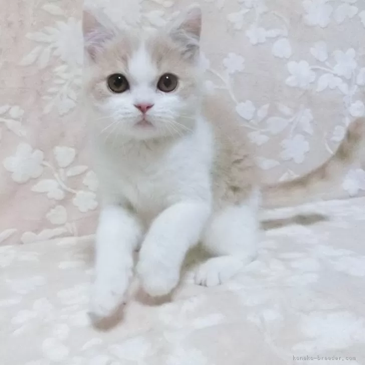 ID:2501-01354の子猫