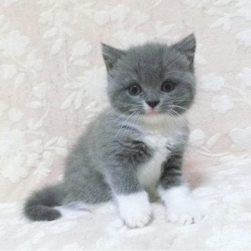 ブリティッシュショートヘア【鹿児島県・男の子・2025年7月9日・ブルーホワイト】の写真「可愛い子です。😊❗️」