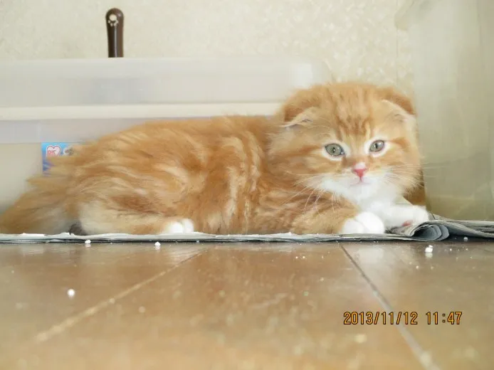 ID:1312-00179の子猫
