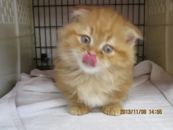 ID:1312-00156の子猫