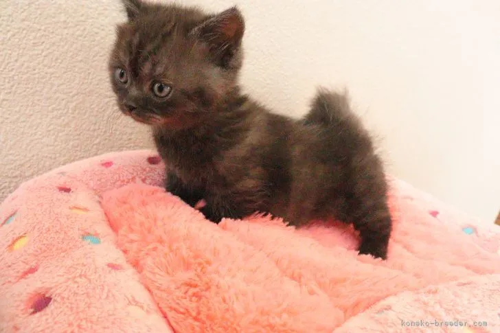 ID:2204-01791の子猫