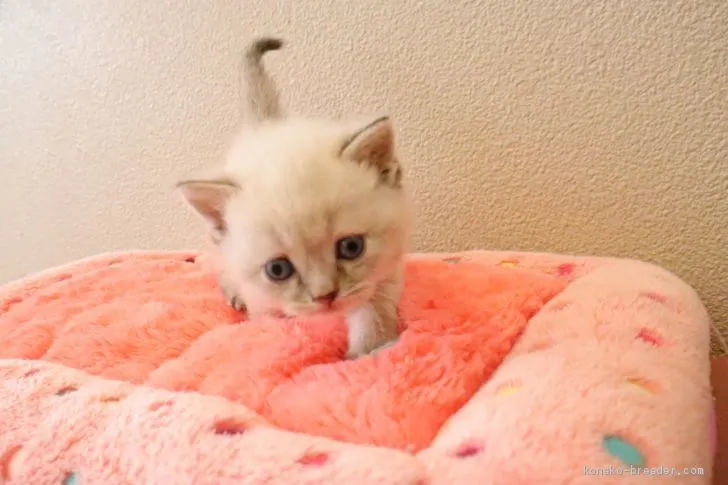 ID:2010-00472の子猫