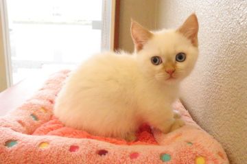 マンチカンとエキゾチックショートヘアのミックス【山梨県・女の子・2022年3月7日・ベージュ、ポイントカラー】の写真「短足で、ブルーの目がチャームポイント」