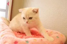 マンチカンとのエキゾチックショートヘアのミックス【山梨県・女の子・2022年3月7日・クリーム】の写真1