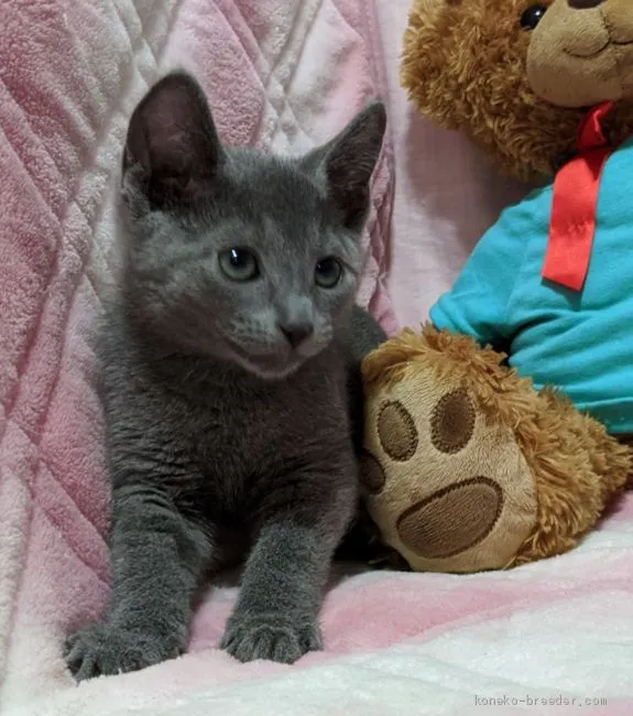 ID:2004-00883の子猫