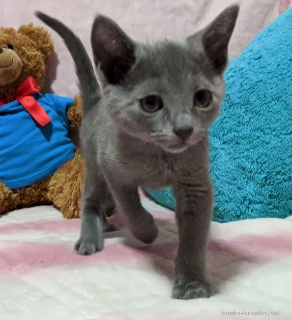 ID:2004-00885の子猫