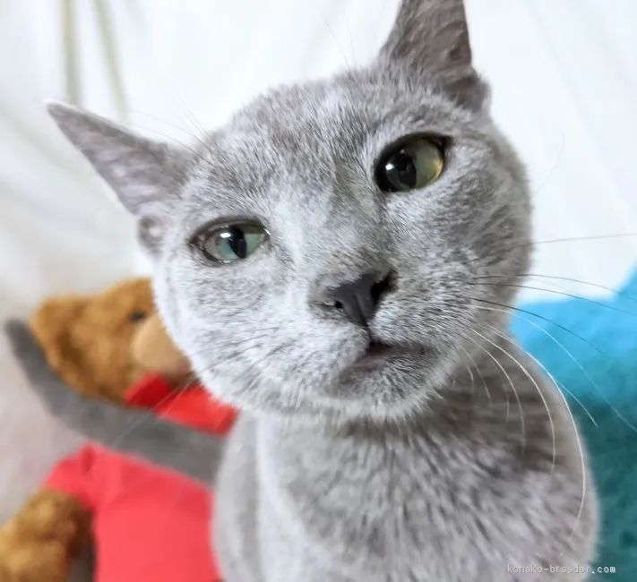 ID：2009-00522の子猫
