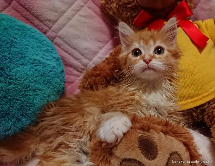 ポテト 様のお迎えした子猫