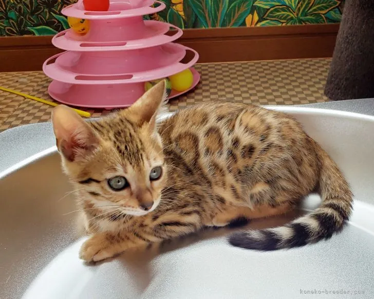 ID:2105-02590の子猫