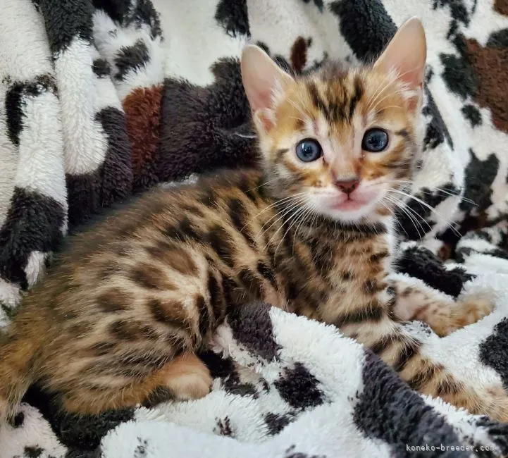 ID:2105-00241の子猫