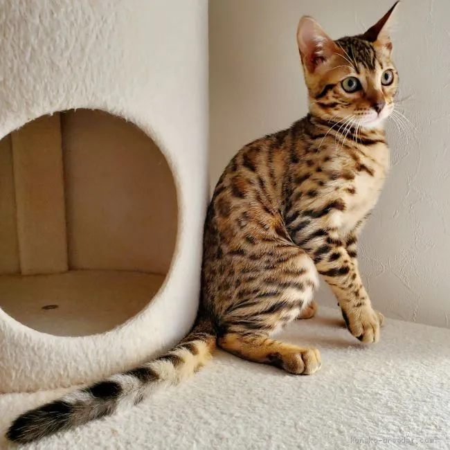 ID:2102-00407の子猫