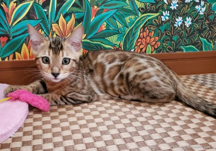 ID:2105-02605の子猫
