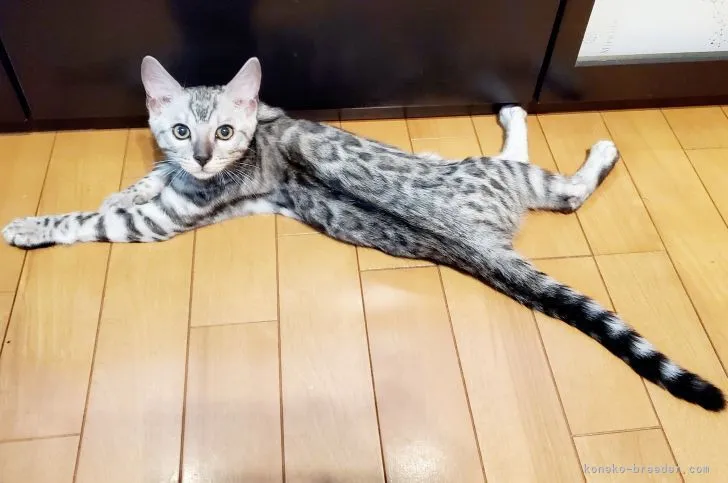 ID:2105-00269の子猫