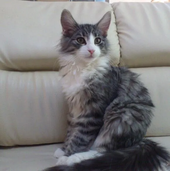 ID:1406-00169の子猫