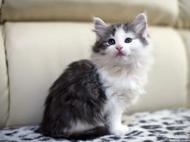 ID:1501-00001の子猫