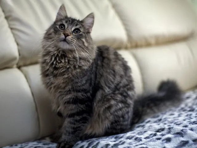 ID:1409-00019の子猫