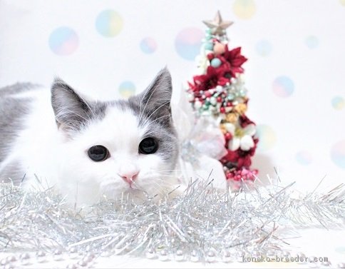 美しい子猫さんたちの成長 メリークリスマス 稲垣友紀ブリーダー みんなの子猫ブリーダー