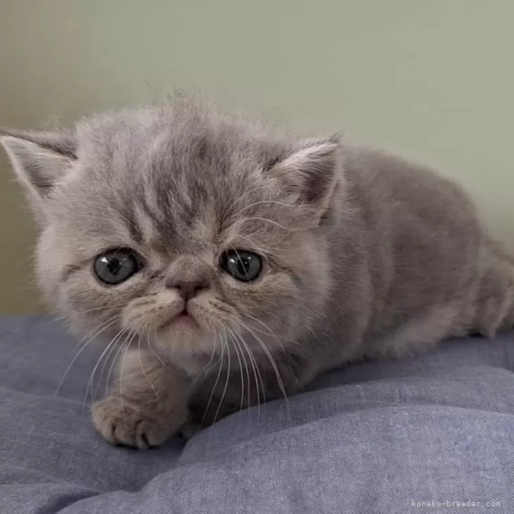ID:2409-01924の子猫