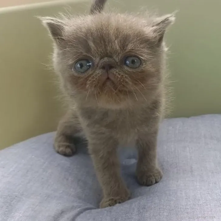 ID:2308-02918の子猫
