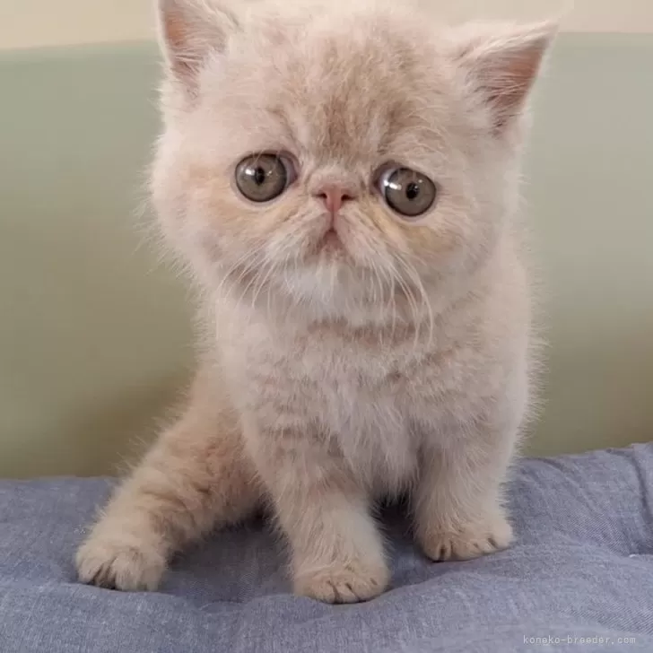 ID:2405-01134の子猫