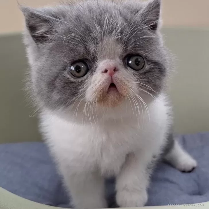 ID:2501-02437の子猫