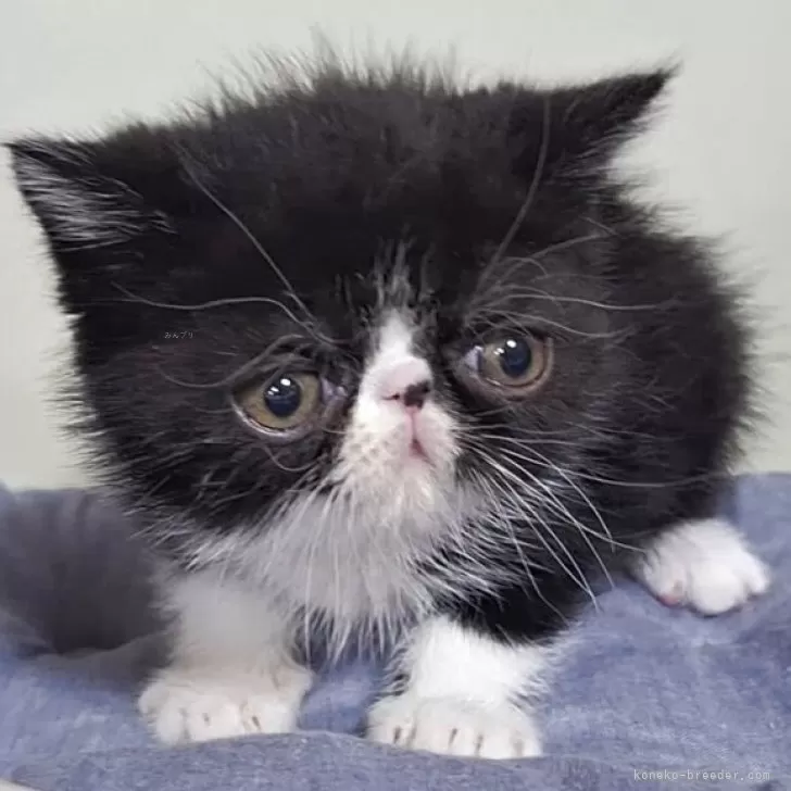 ID:2504-01182の子猫