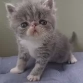 エキゾチックショートヘア