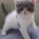 エキゾチックショートヘア