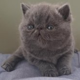 エキゾチックショートヘア