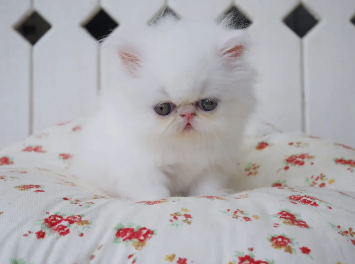 ID:1706-01387の子猫