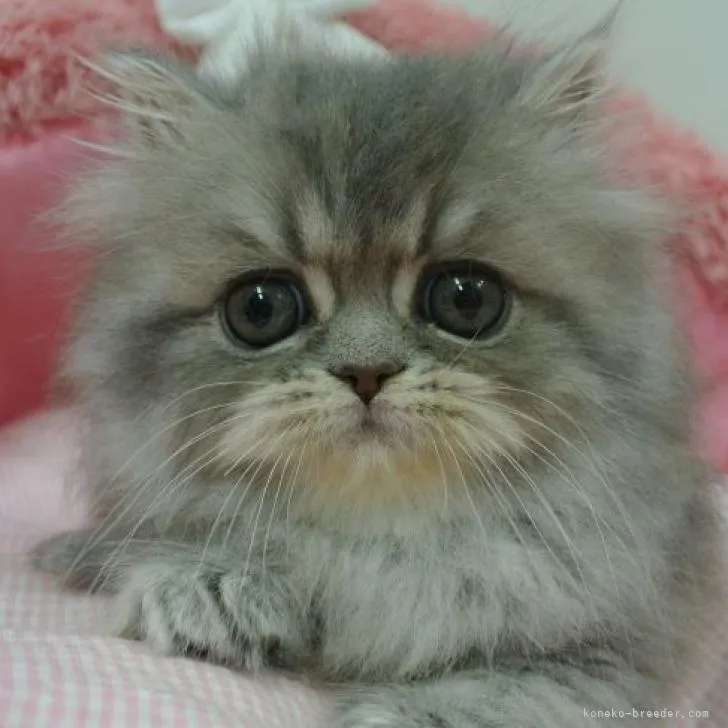 ID:2302-01985の子猫