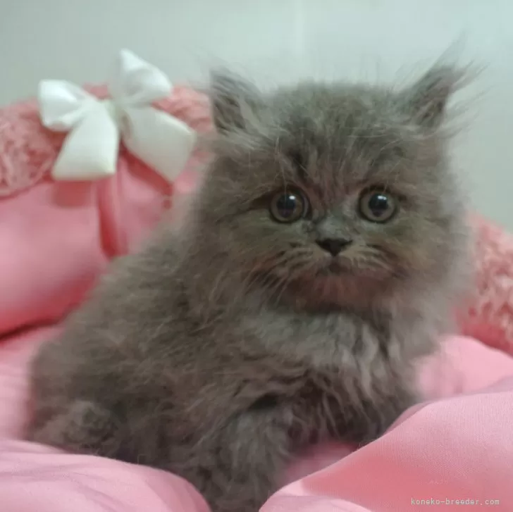ID:2405-00647の子猫